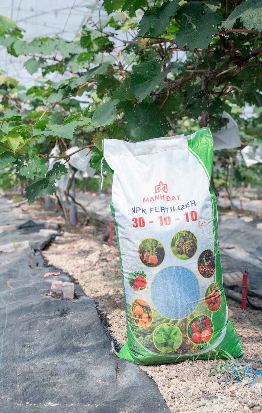 PHÂN BÓN NPK 30-10-10 – GIẢI PHÁP TĂNG TRƯỞNG MẠNH MẼ, XANH LÁ VƯỢT TRỘI