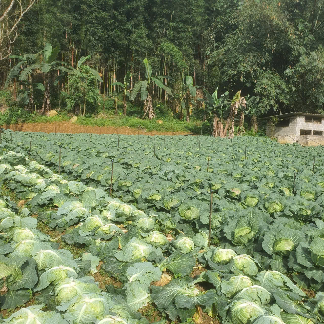 z7223245200616_fdb0cccdc66b6fb6bbb05ce5d58ee9a5